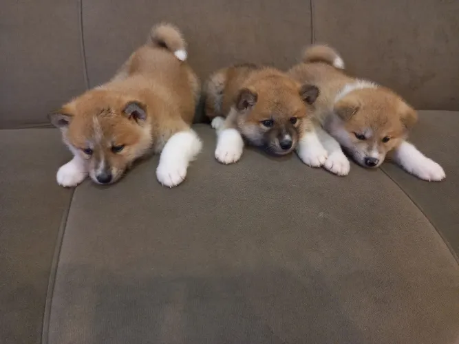 Akita Inu filhote
