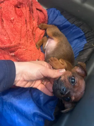 Pinscher com chihuahua