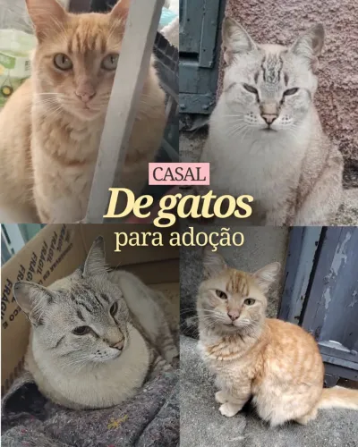 Casal de gatos Castrados para adoção - Rio de Janeiro