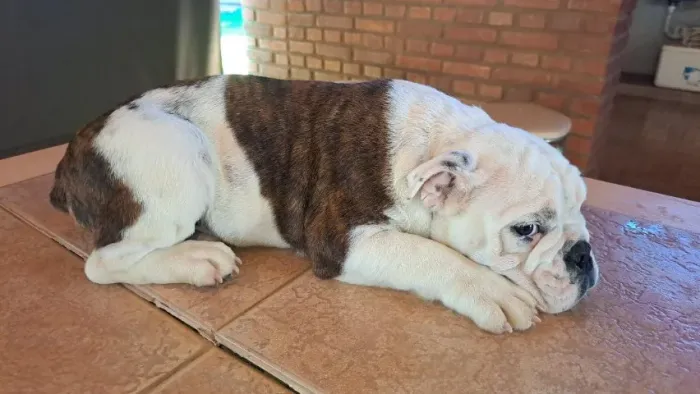 filhotes de Bull Dog Inglês