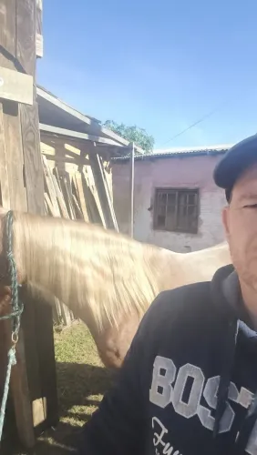 Vendo égua crioulo linda, boa e confirmada! 