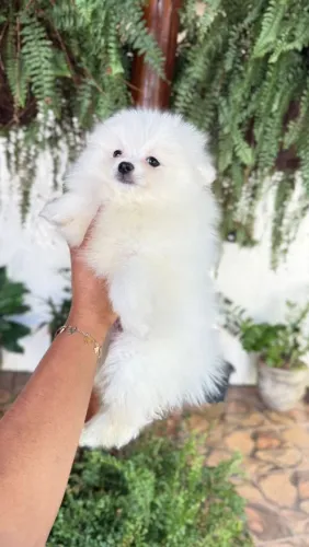 Lulu da Pomerânia ursinho 
