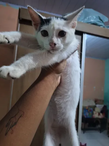 Doação de gatinho macho