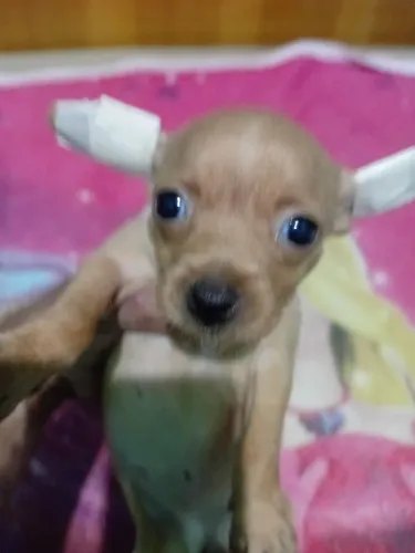 Pinscher 0 com 1