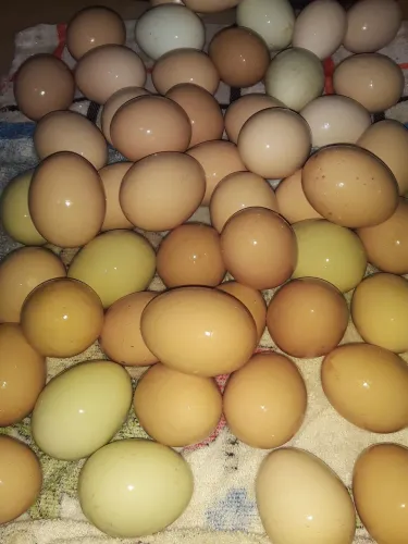 OVOS (CAIPIRA)