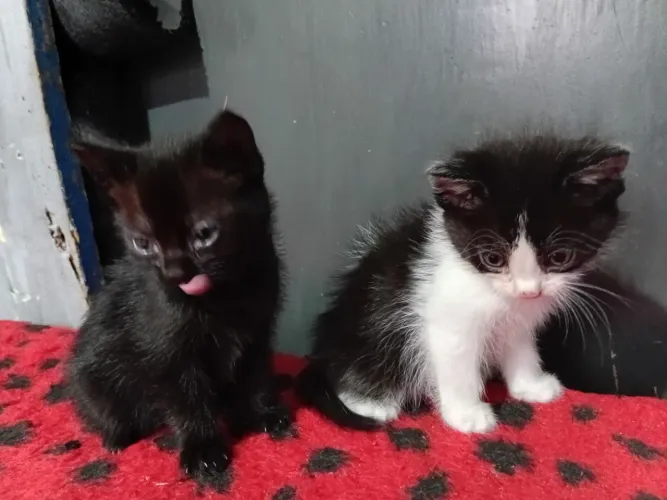 Gatinhas para Adoção 