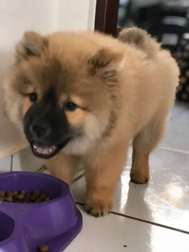 Chow chow lindo