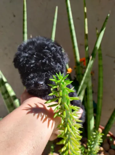 Vender filhote de poodle