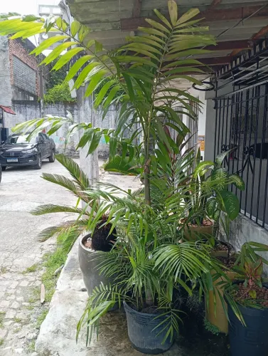 Açaizeiro 2metros de altura no vaso