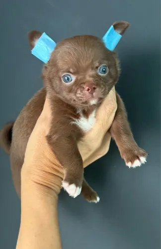 Chihuahua mini menino Chocolate olhos claros ac cartão (entrego ou pode vim buscar )