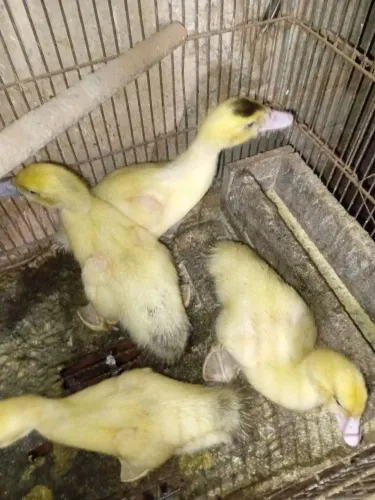 Filhote de pato gamelão 