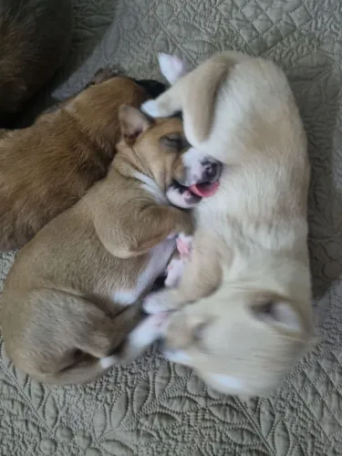 Cachorrinho