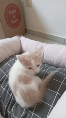 Doa -se Gatinhos/fêmea e macho
