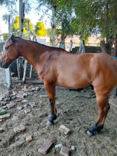 Vendo cavalo com 8 anos de idade.    