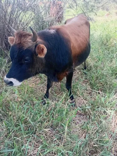 Vendo Garrote Jersey