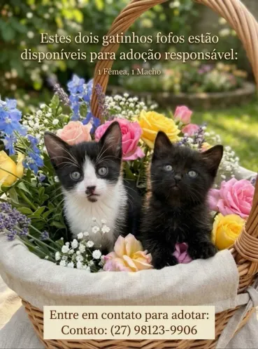 Adoção de gatos
