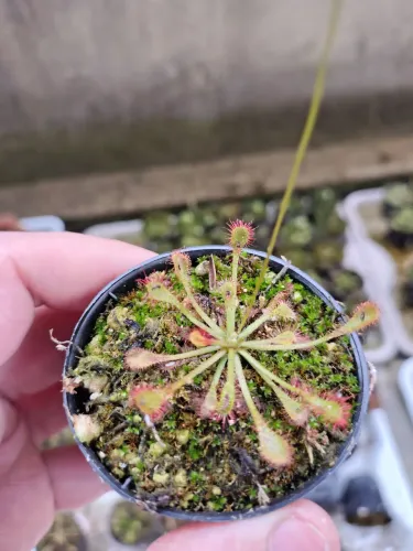 Planta carnivora(Drosera long arm)