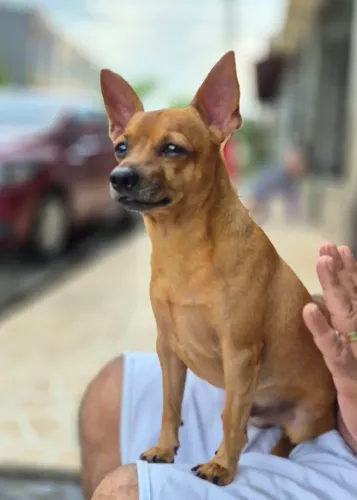 Meu nome é Thor, procuro uma namorada!!!