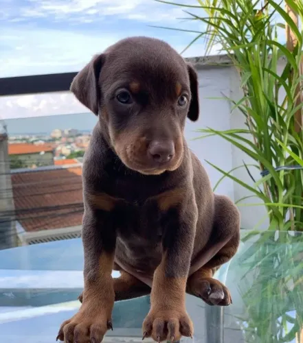 Filhote de doberman fêmea