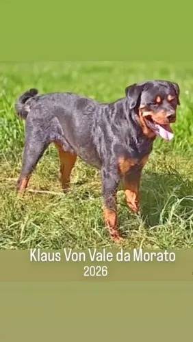 Rottweiler