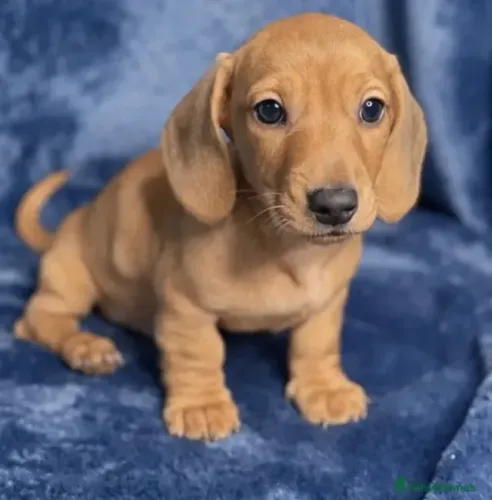 Filhotes Teckel/Dachshund/Salsicha/Salsichinha/Basset/Cofap carinhosos e atentos