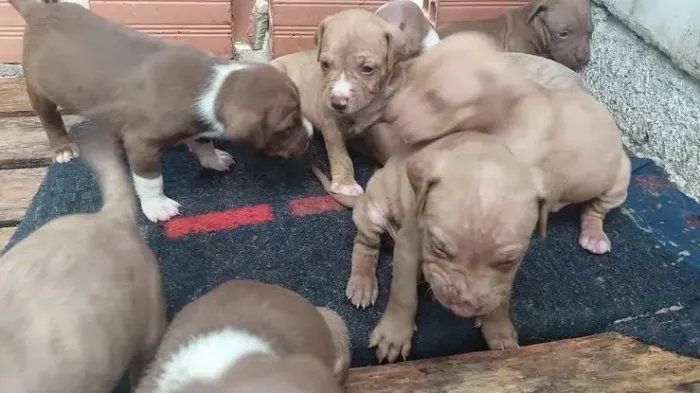 Estou doando filhotes de pitt bull, chama no wpp *