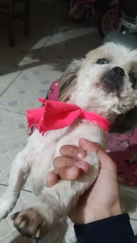 Vendo Shitzu Fêmea 