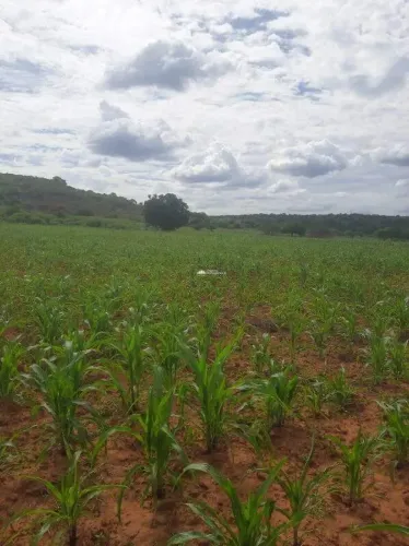 PROPRIEDADE RURAL DE 27 HECTARES À VENDA EM NOVA SANTA RITA  PI