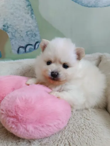 Spitz Alemão