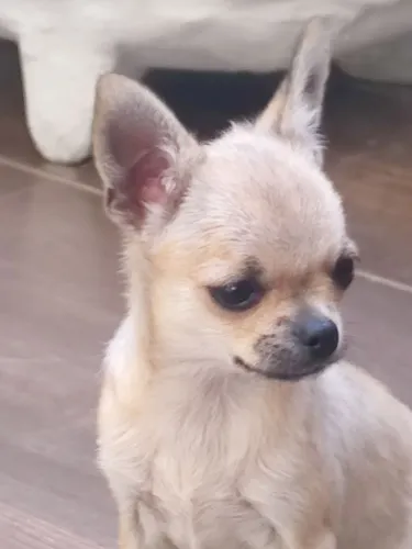 Chihuahua Filhote Fêmea