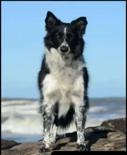 Border Collies de Excelência 