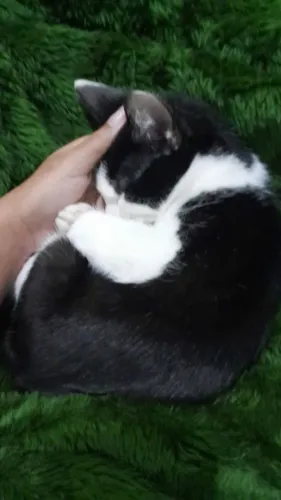 Doação de gato