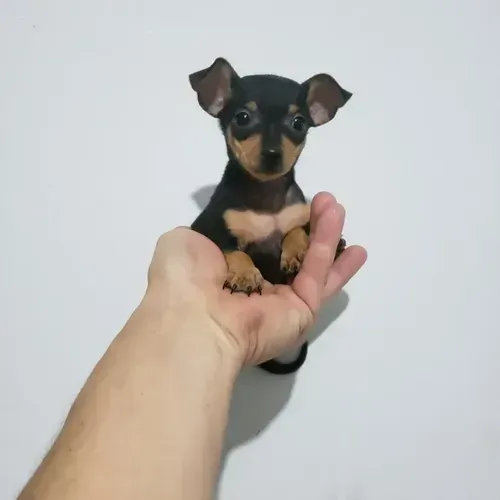 Pinscher Zero Fêmea - 2 Meses (Doação Responsável)