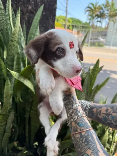Border Collie Filhotes