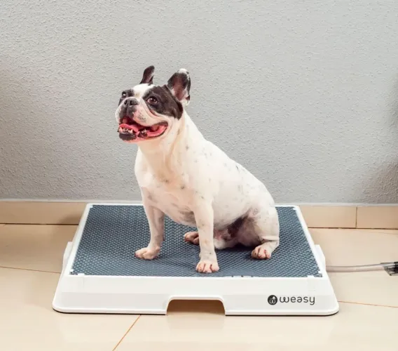 Tapete de xixi cachorro (easydog)