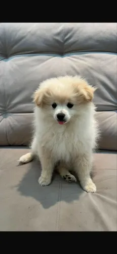 VENDO LULU DA POMERANIA 