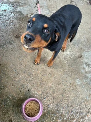 Cachorro rottweiler