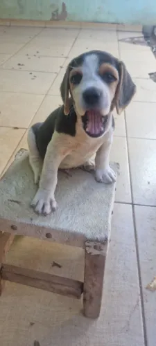 Filhote de beagle tricolor