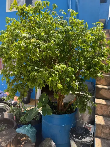 Pé de Jabuticaba 