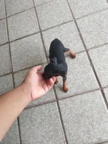 Filhote de Pinscher fêmea 1 mês e meio 