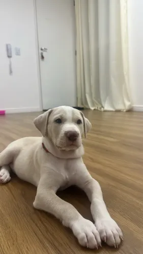 Vende-se filhote de pitbull