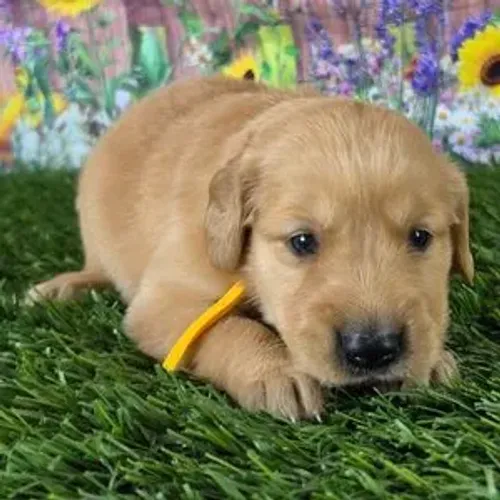 Ninhada linda de Golden Retriever. Detalhe direto no WhatsApp 