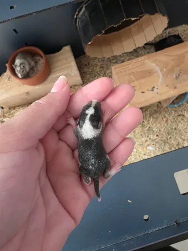 Vendo Gerbil (esquilo da Mongólia)