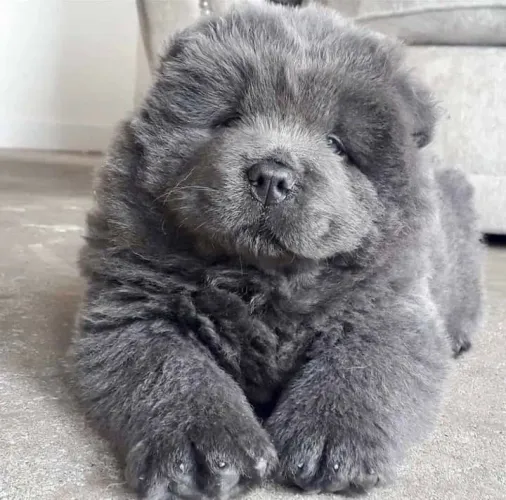 Bebês de Chow Chow..parcelo e tem pedigree