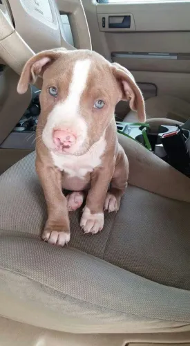 Pitbull Amor que encontra seu lugar