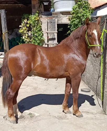 Potro Mangalarga, 2anos e 4meses com RG