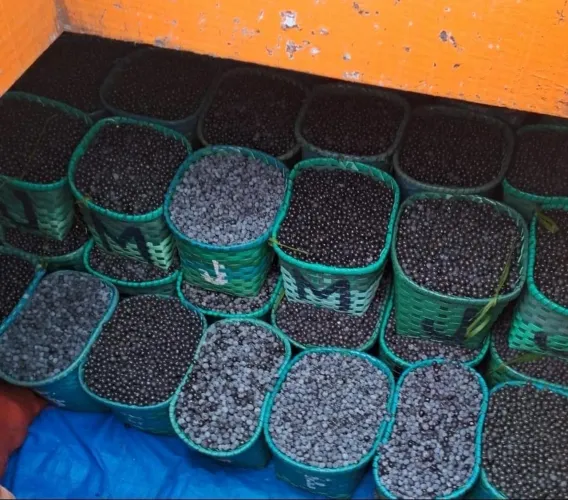 Açaí o fruto