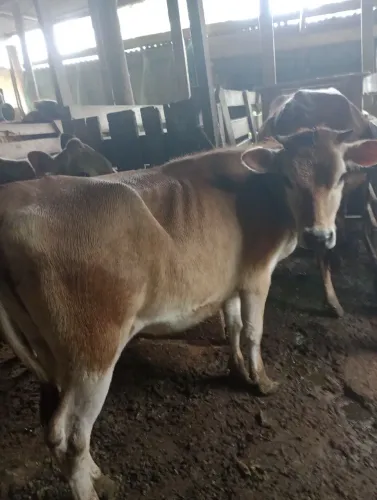 Novilha pra leite