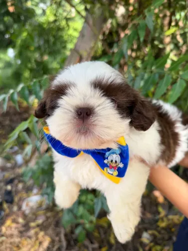 Shih tzu filhote
