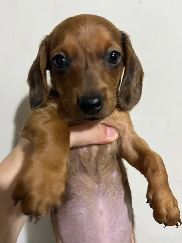 Vende se filhote de dachshund 